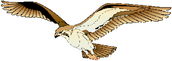 hawk 