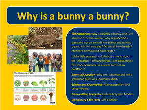 Bunny